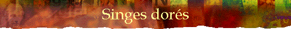 Singes dors